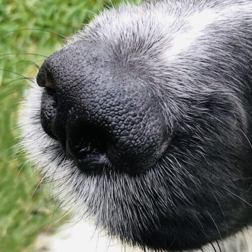 Bed bug sniffing dog's nose