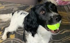 Napo-tennis-ball-242x150